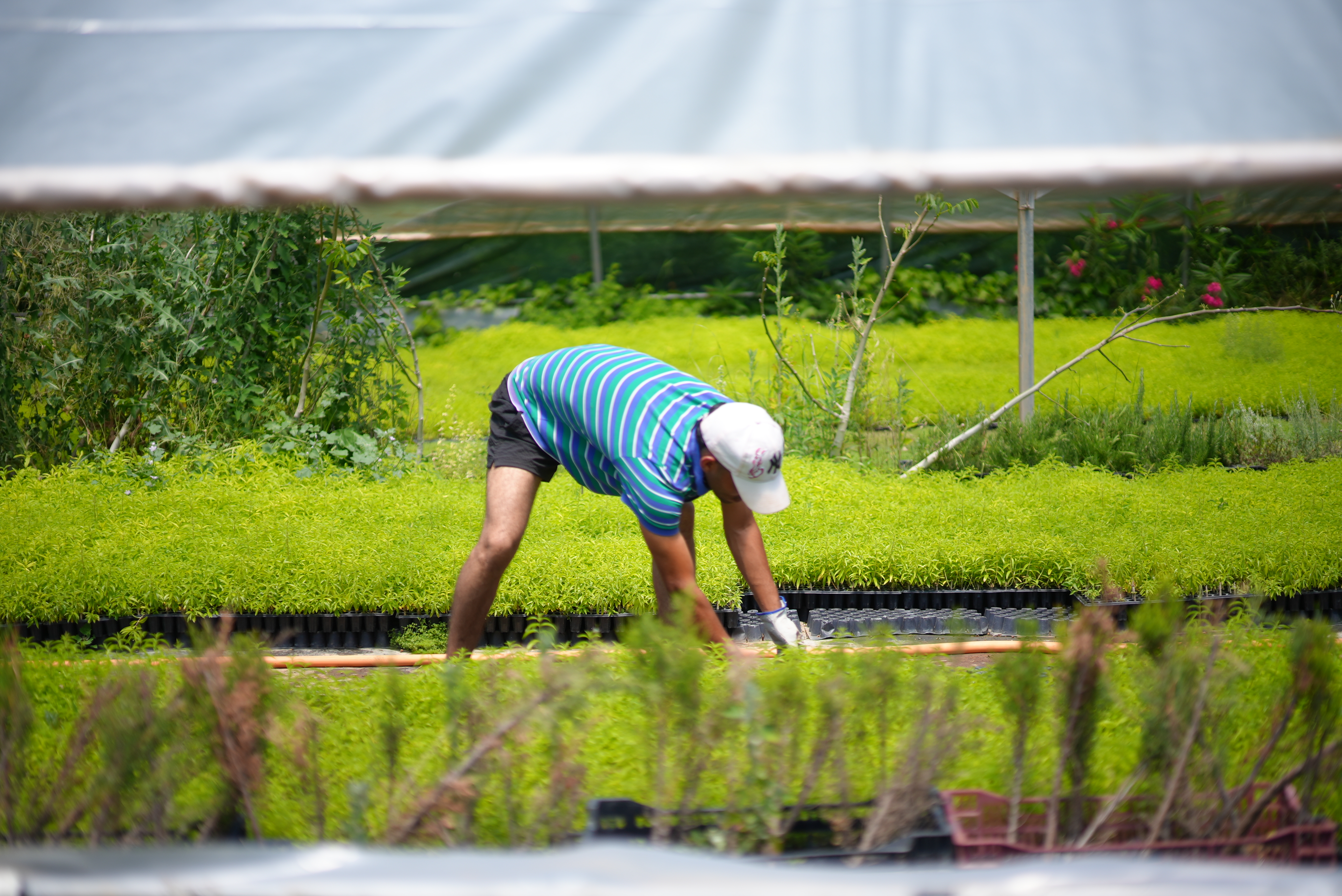 Worker tending plants at a nursery