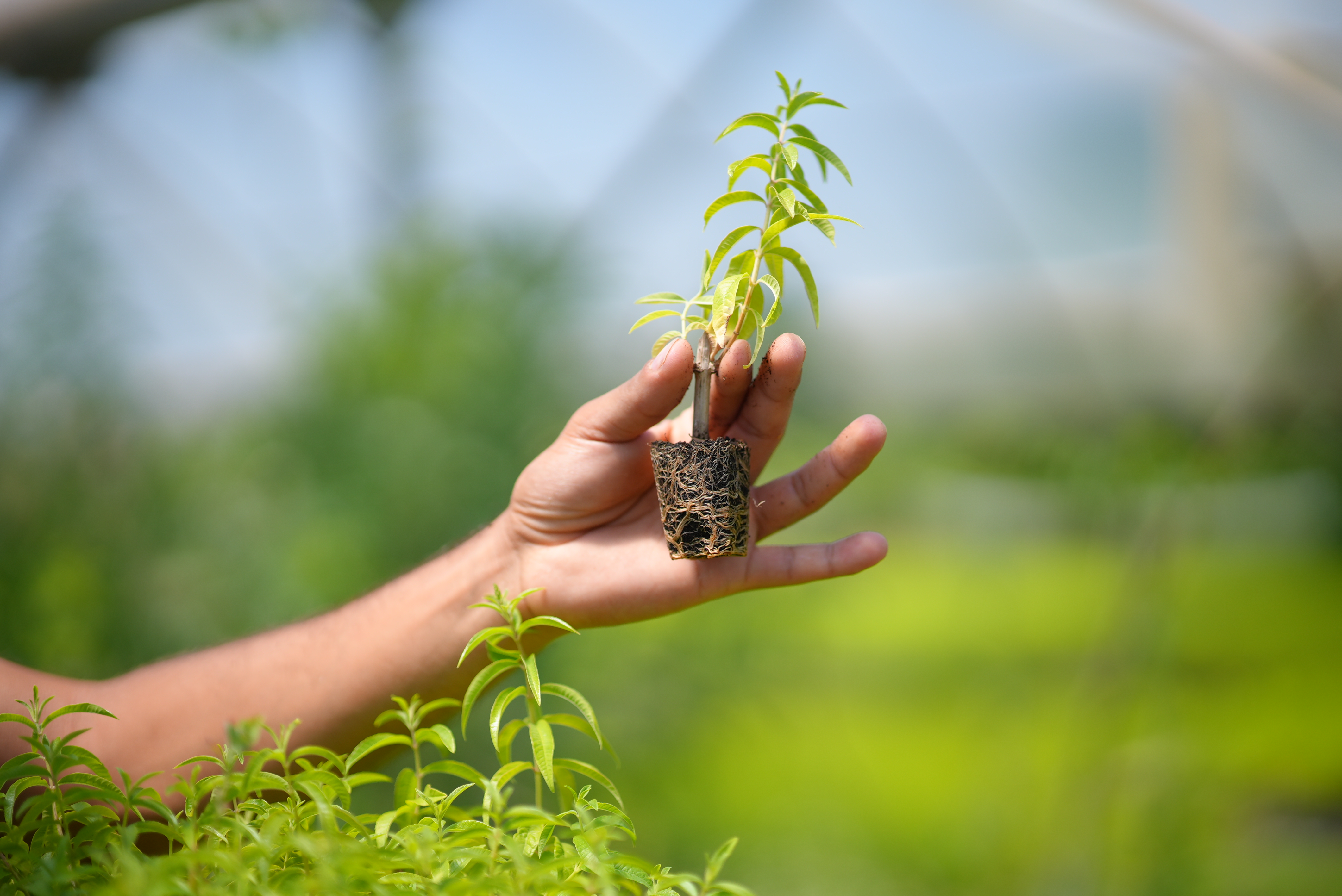 Hand holding a young lemon verbena plant