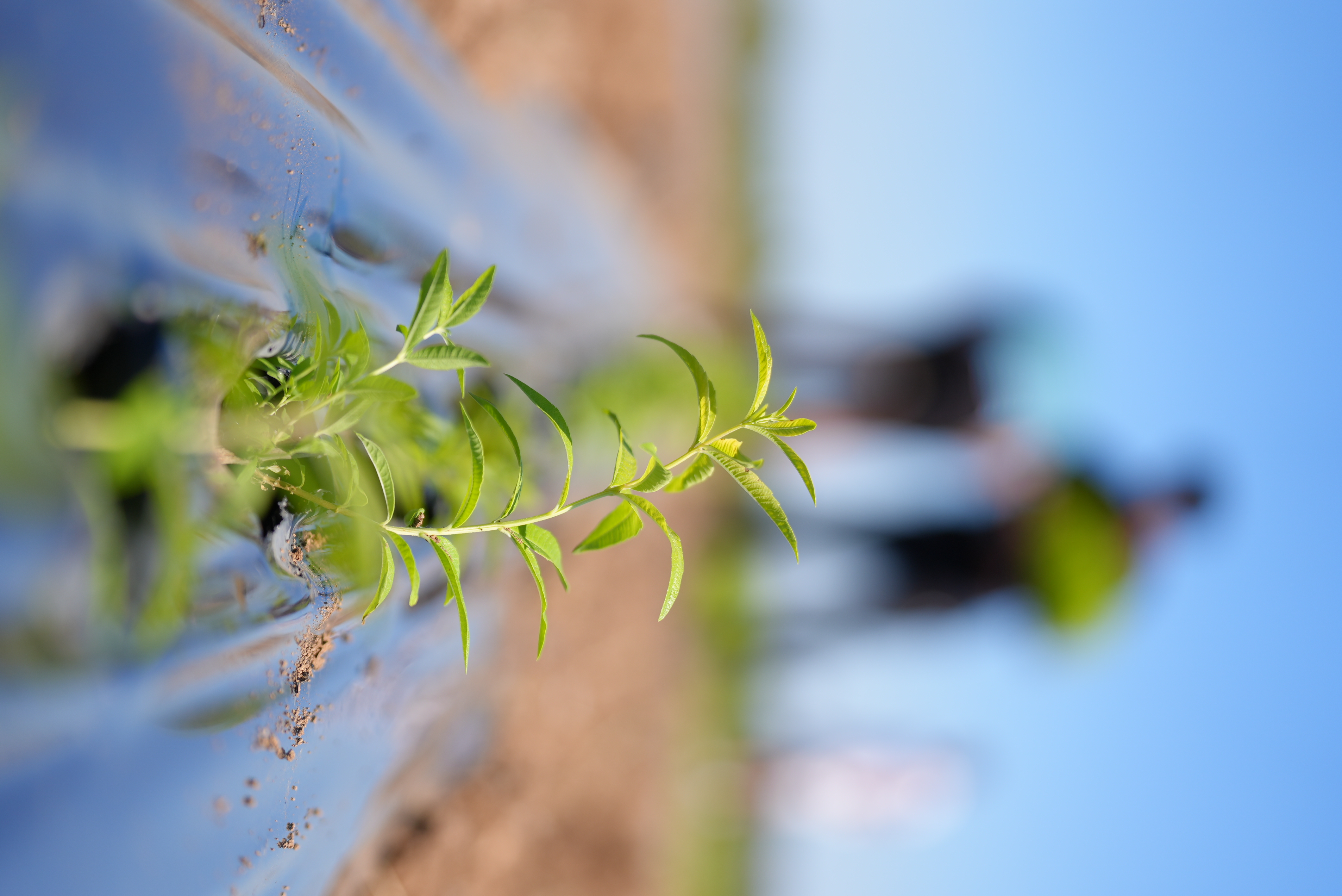 Young lemon verbena plant growing in a field